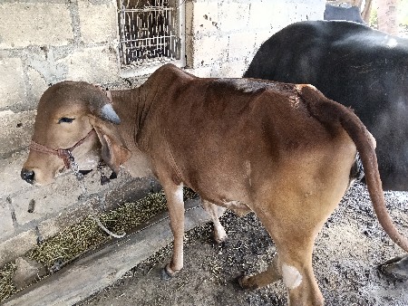 ગીર વાંસળી વેચવાની છે