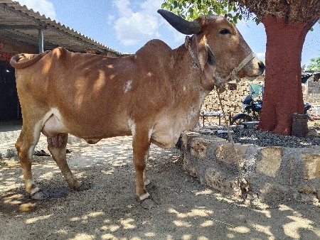 ગાય વેચવા ની સે