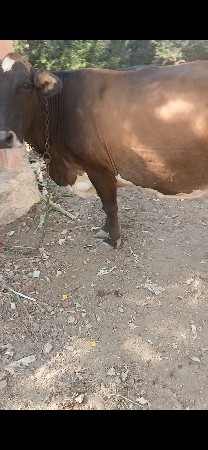 थंबनेल 2