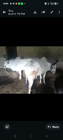 ગોધલા વેસવાના છે