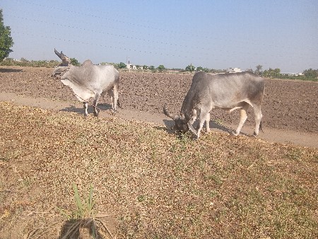 બળદ વેચ્યા છે