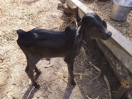 ગીર.તીજુ.વેતર.