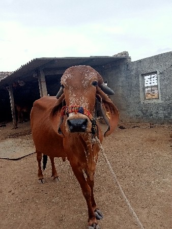 ગીર હોરકી વેચવાની છે