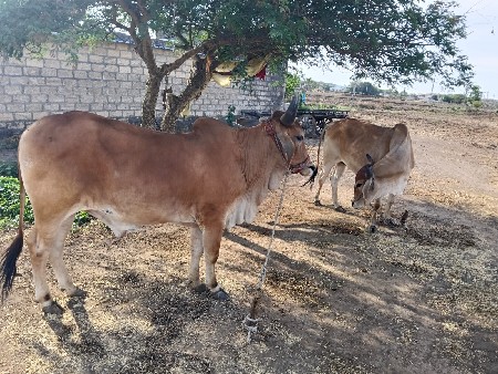 આ
નમબરમાફોન કરવો 63525 13148.