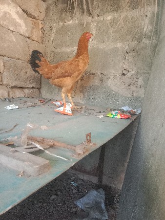 2 મુર્ધી વેચવાની  છે