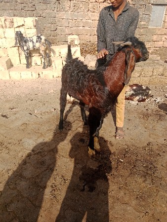 थंबनेल 2