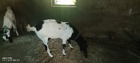 થંબનેલ 2