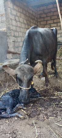 આ ભેંસ વેચવાની છે