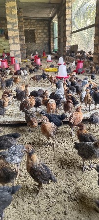 દેશી મરઘી ના પાથડા