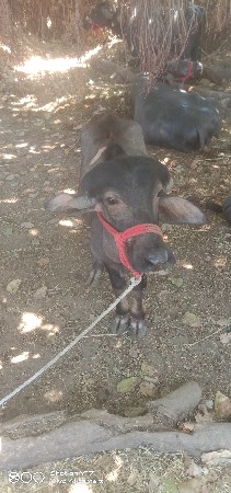 थंबनेल 3