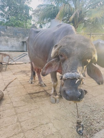 થંબનેલ 3