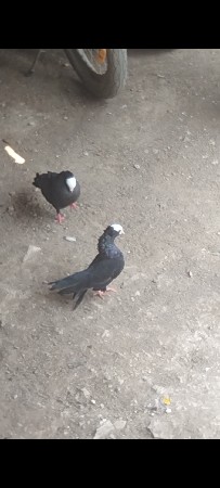 મુખી ની જોડી