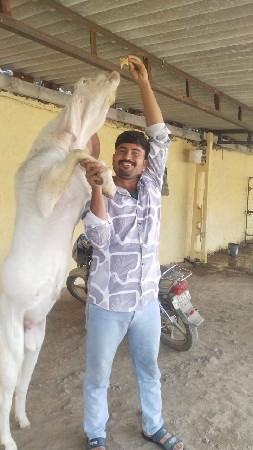 બવસારૂછે