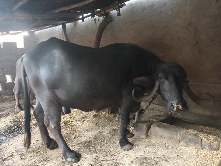 9 નવ મોં મહીનો હાલે