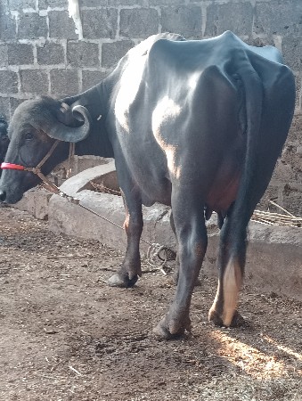 થંબનેલ 2