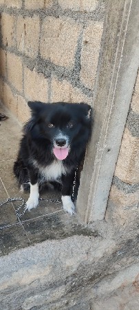 pom female vechvani chhe