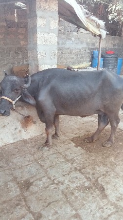 ગામ બરેજ