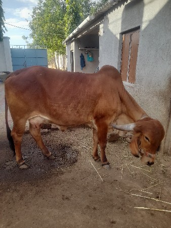 થંબનેલ 2