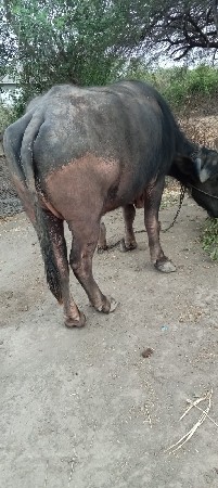 ભેંસ વેચવાની છે