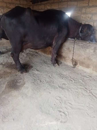 ભેંશ વેચવાની છે