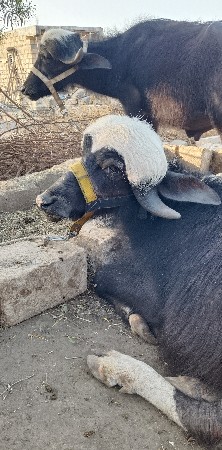 બે પાડા વેચવા ના સે