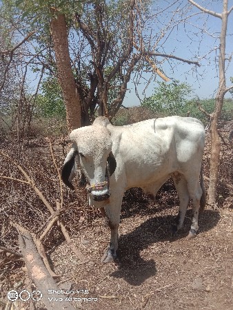 વાછડા વેચવાના છે