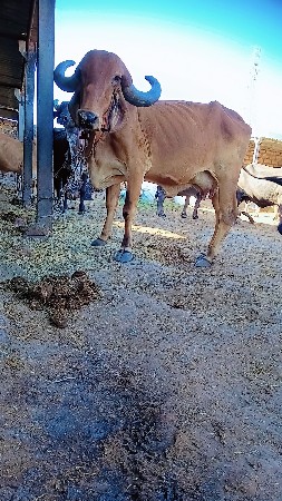 थंबनेल 3