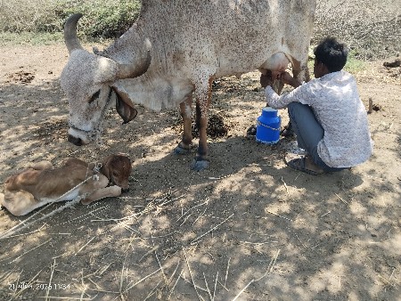 ગાય વેસ્વની સે