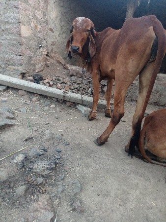 थंबनेल 3