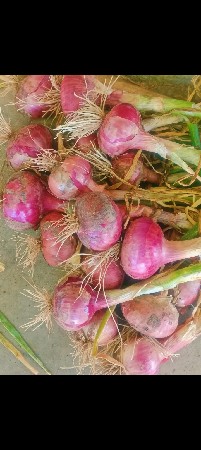 ડુંગરી વેચવાનીછે