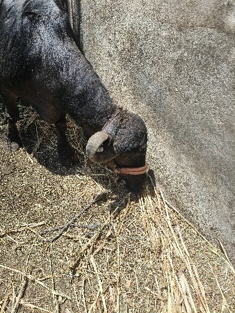 ભેંસ વેચવાની છે