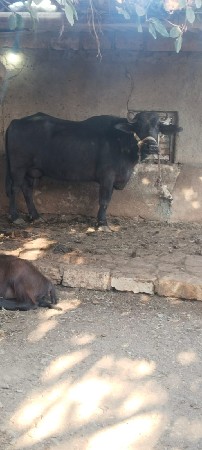 ભેંશ વેચવાની છે