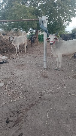 ગોધલા વેચવાના