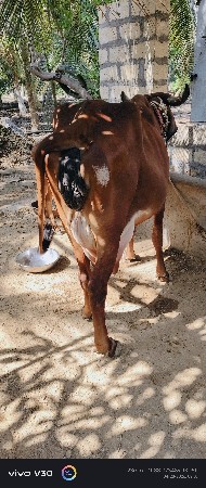 ગીર દેસી ગાય વેસવાની છે.