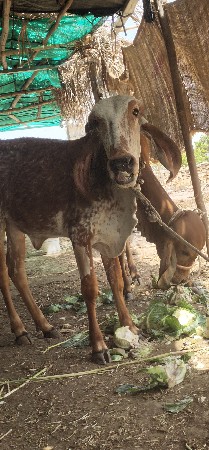 વાસડીવેચવાનિછે