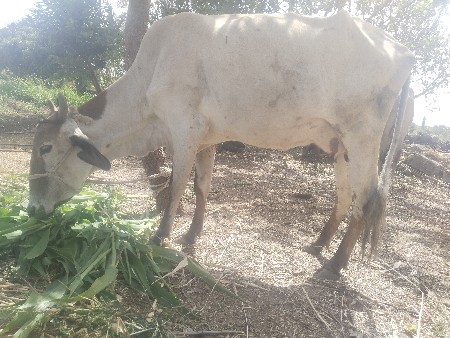 દસ દિવસની વીણેલ છે