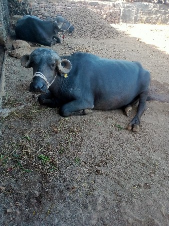 थंबनेल 3