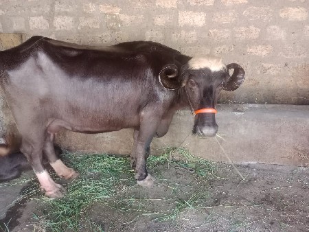 ભેંસ વેચવાની છે