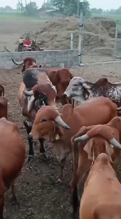 ગીર ગાયનું ઘી વેચવાનું છે