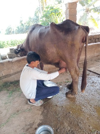 ભેશ વેચવાની છે