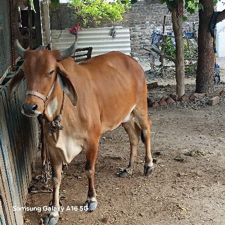 થંબનેલ 2