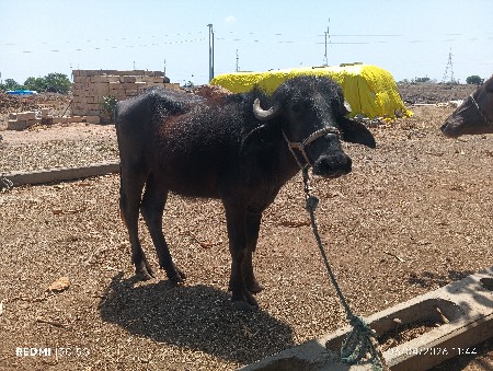 थंबनेल 2