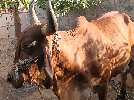 વેચવાની સે