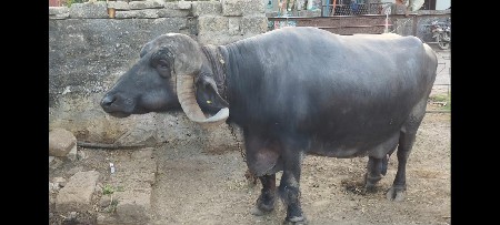 थंबनेल 3