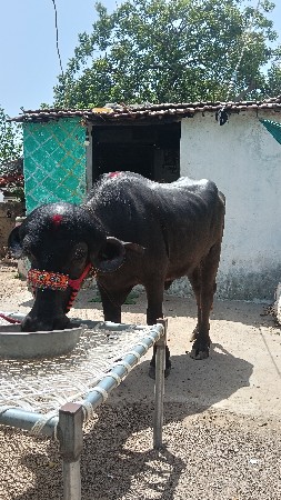 થંબનેલ 2