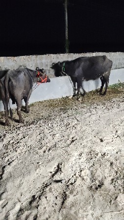 9 મહેના ગાભણી સે