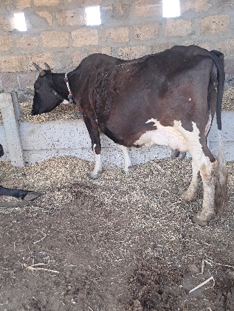 લેવાની હોઈ ઈજ ફોન કરે