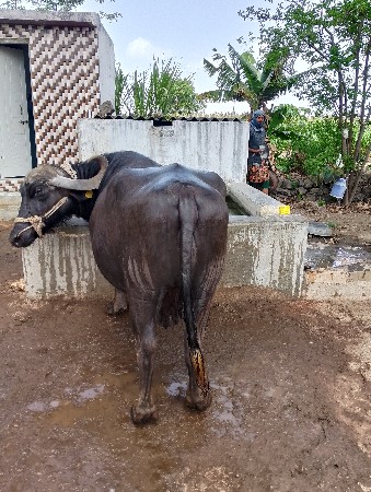 આ 2ભેશ વેશવાની છે