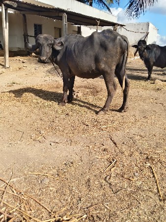 ખળેલી વેચવાની છે