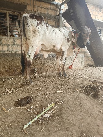 ગીર લીલડી  મુંડી ગાય વિયાલ